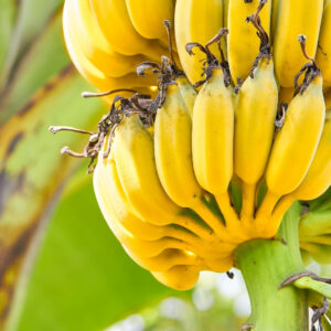 Aplicación de Nanoviv en Banano