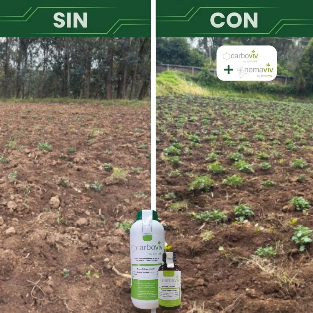 Cultivo de papa sin y con Carboviv más Nemaviv, con mayor cobertura vegetal en la imagen con aplicación.
