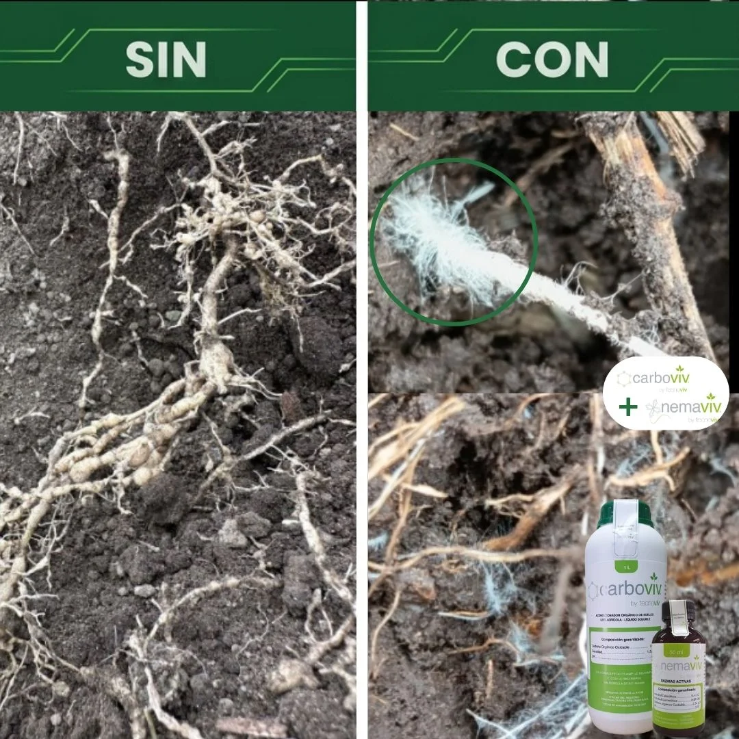 Raíces sin y con Carboviv más Nemaviv; un círculo destaca la zona con mayor presencia de pelos absorbentes en la imagen con aplicación.